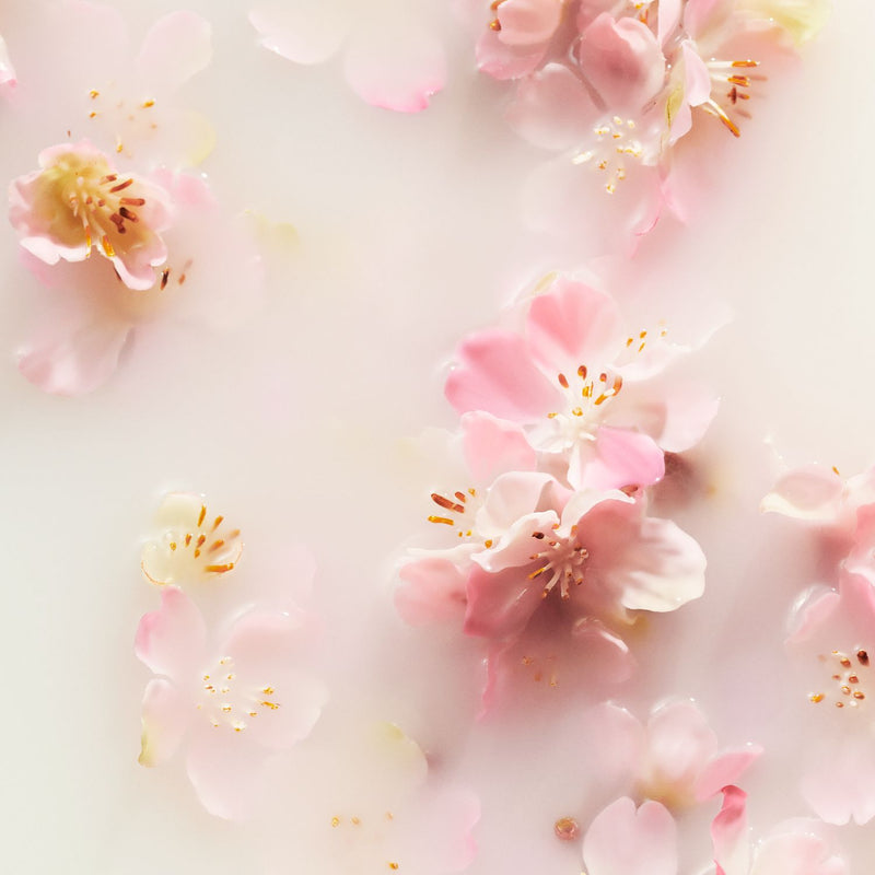 The Ritual of Sakura Trial Set